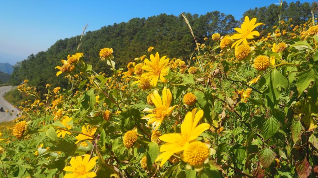 メキシカンヒマワリと呼ばれているブアトン
